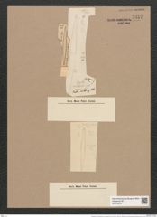 Thalassiothrix nitzschioides var. acuminata Grun. (de-Toni-Nr.: Genus 67, Species 2671) Zeichnungen Sammlung Grunow Nr. 5457 (NHMW-BOT-W0373876)